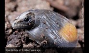 读报：Lizards re-evolved eggs after 2 million years of live births
