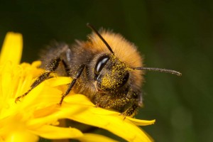 Tree-Bumble-Bee